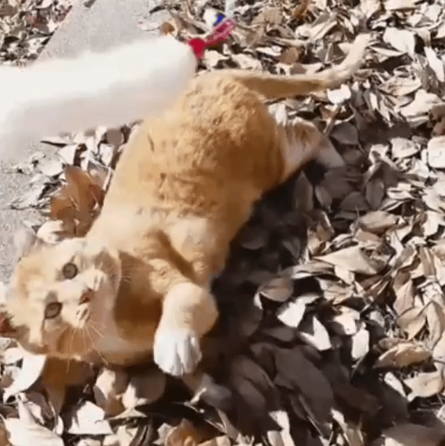 더 놀아줘 더 !!