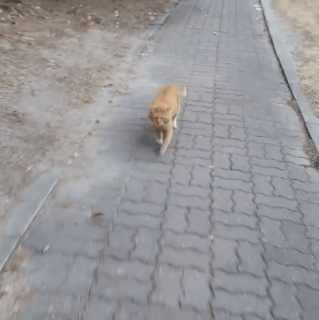 뉸냐발견!!! 우다다다다다!!!