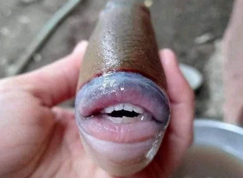 하얀물고기 이미지