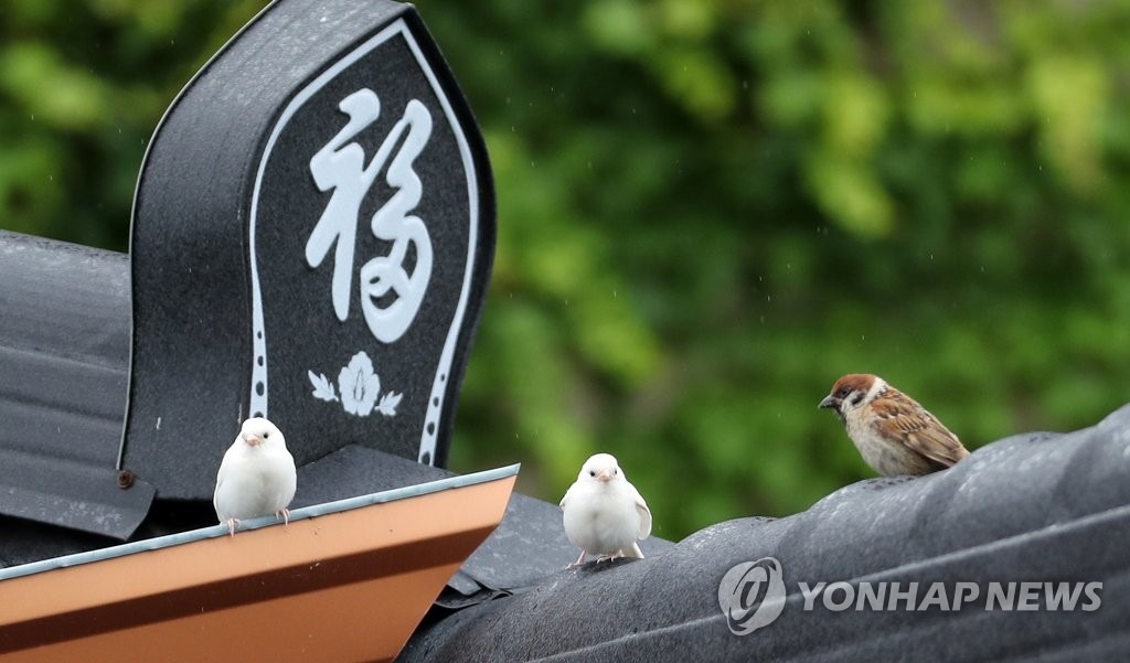 참새까페 이미지