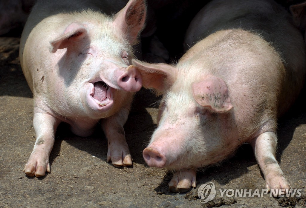 선양돼지 이미지