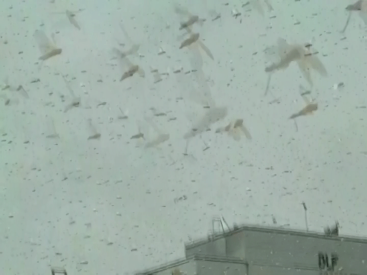 지난달 27일 인도 구르가언 도심에 메뚜기 떼가 날고 있다. 로이터