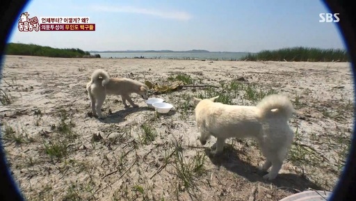 백구 이미지