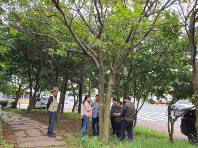 수목 이미지