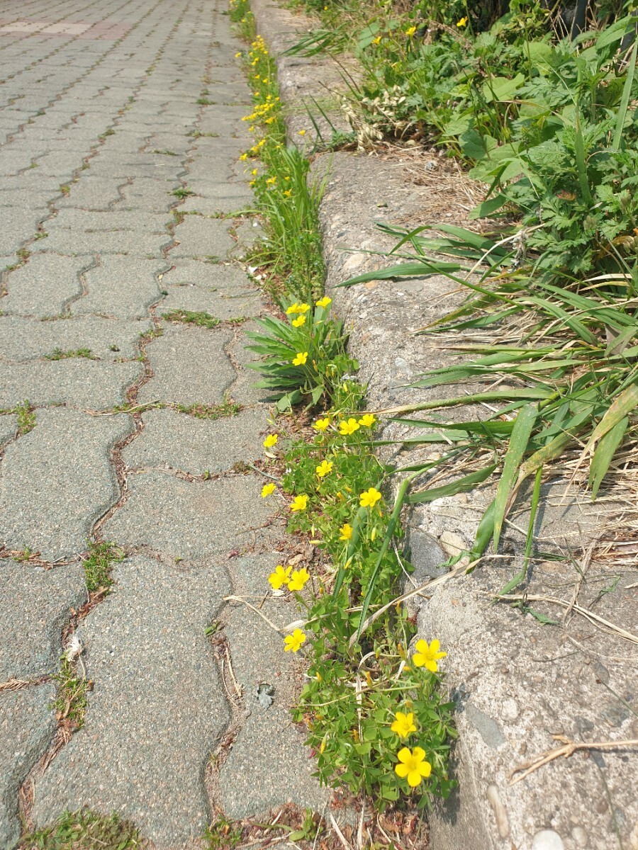 밥풀 이미지