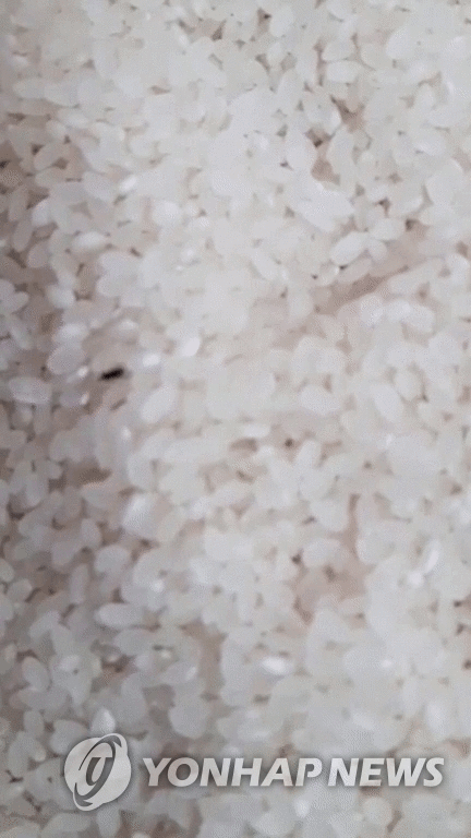 쌀벌레(GIF) [A 유치원비상대책위원회 제공. 제작 김유경, 재판매 및 DB금지]