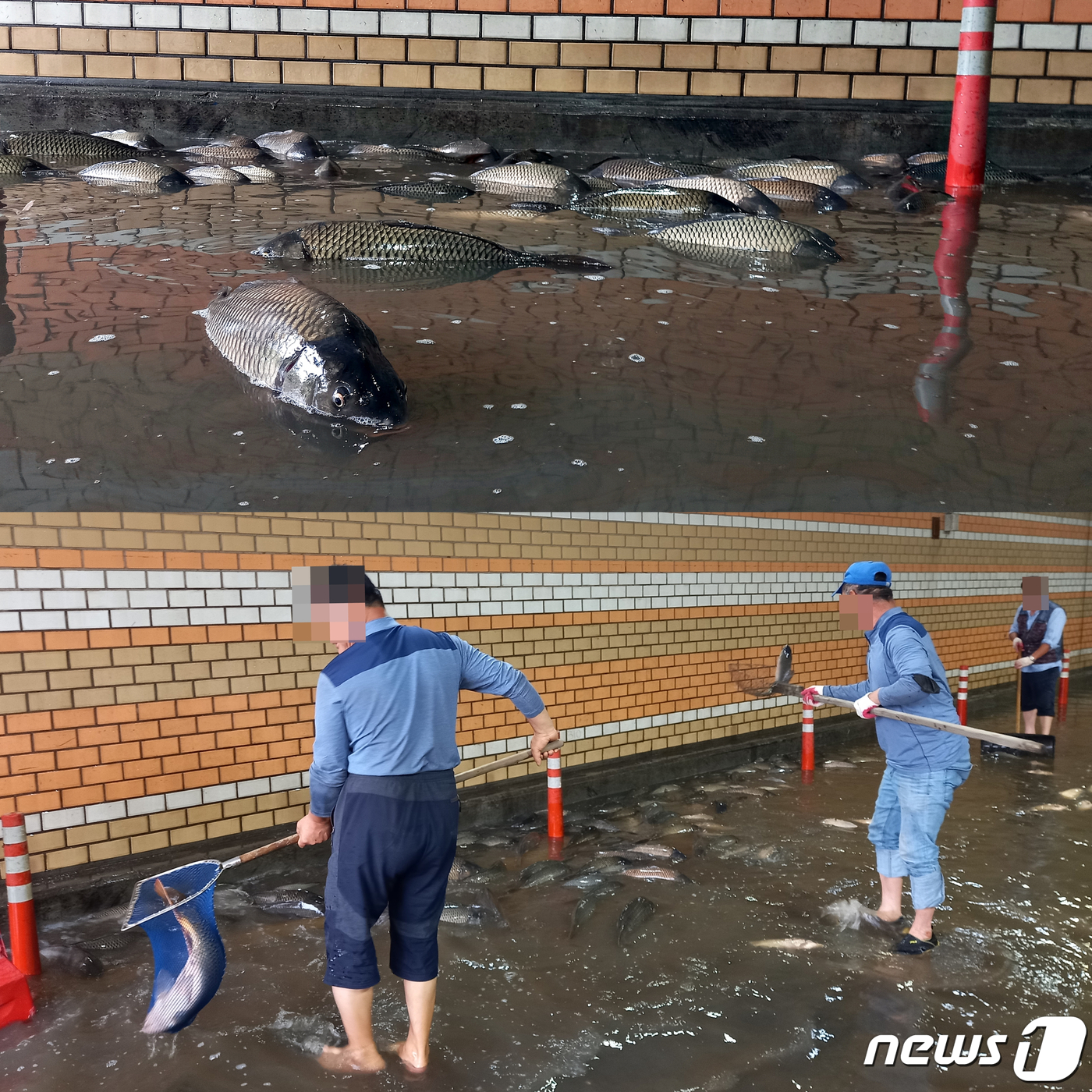 7일 오후 서울 영등포구 여의도 한강공원 내 지하차도에 불어난 한강 물에 떠밀려왔던 물고기들이 다시 한강에 돌아가지 못하고 있다. (위) 한강사업본부 직원들이 물고기들을 한강에 방류하기 위해 뜰채로 건져내고 있다. (아래) © 뉴스1 이밝음 기자