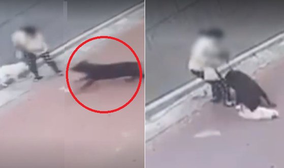 지난달 서울시 은평구 불광동에서 검은 대형견 로트와일러가 흰색 소형견 스피츠를 물어 죽이는 사고가 발생했다. 유튜브 캡처