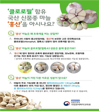 초록마늘 이미지