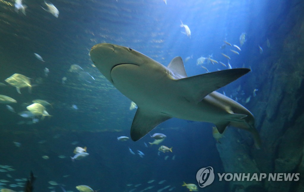 상어통신 이미지