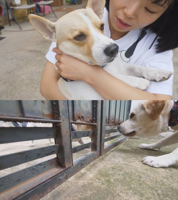 동물농장 이미지
