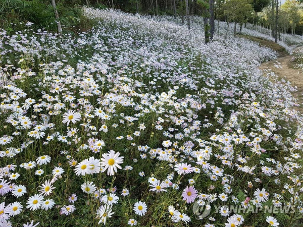 산약초 이미지