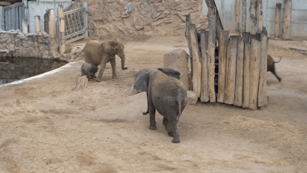 사흘 밤을 각방에서 보낸 모녀 코끼리가 합방한 건 24일 아침. 딸 코끼리 타나는 새끼 타미카(4)와 엘라니(1)를 이끌고 어미에게 다가갔다./할레동물원