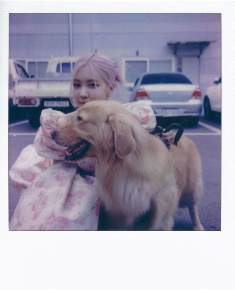 BLACKPINK Rosé has revealed its current status.On August 28, Rosé posted two photos on his Instagram account.In the open photo, Rosé poses affectionately with Golden Retriever.The netizens who watched the photos responded It is so cute and I like the atmosphere.Meanwhile, the group BLACKPINK, to which Rosé belongs, released a new digital single, Ice Cream (Ice Cream) with pop star Selena Gomez on August 28 (Today).