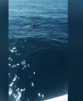 어미의 애절한 보살핌에도 불구하고 기름 범벅의 바다에서 결국 목숨을 잃은 새끼 돌고래