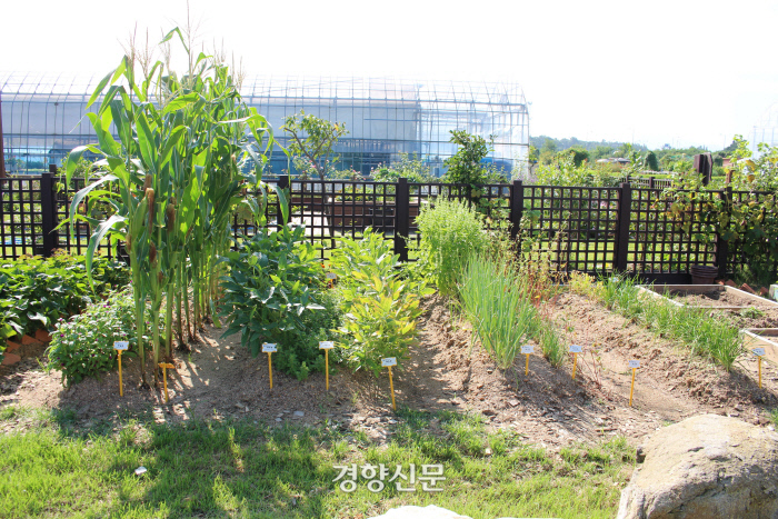 텃밭 이미지