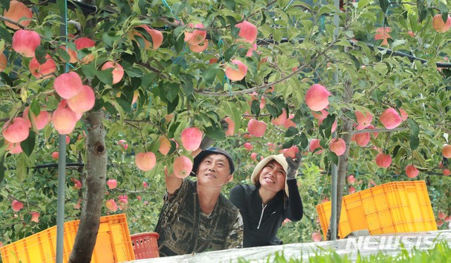 홍로 이미지