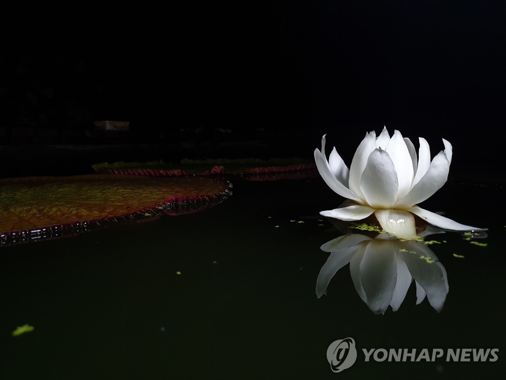 수련 이미지