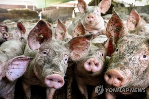 미돼지 이미지