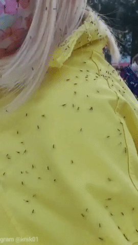 지난 13일부터 러시아 중부 핵심도시 크라스노야르스크주 주도인 크라스노야르스크시(市)에 나타난 진딧물 떼. 트위터