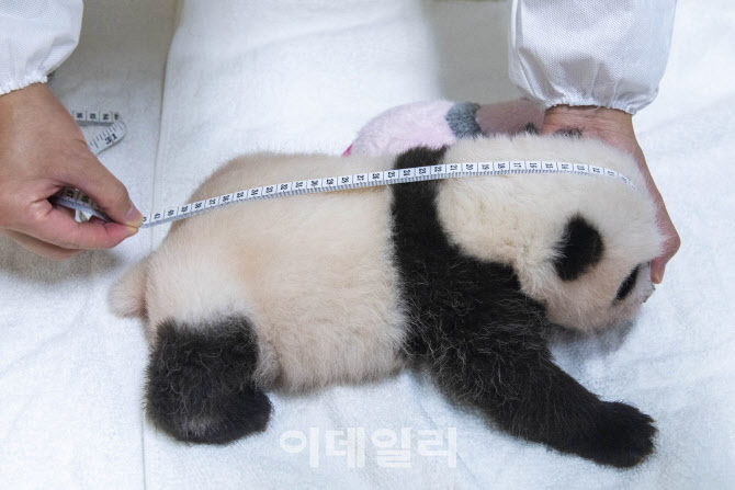 판다 이미지