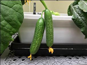 신선채소 이미지