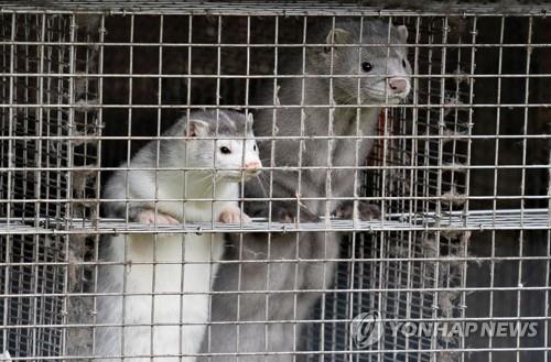 밍크 이미지