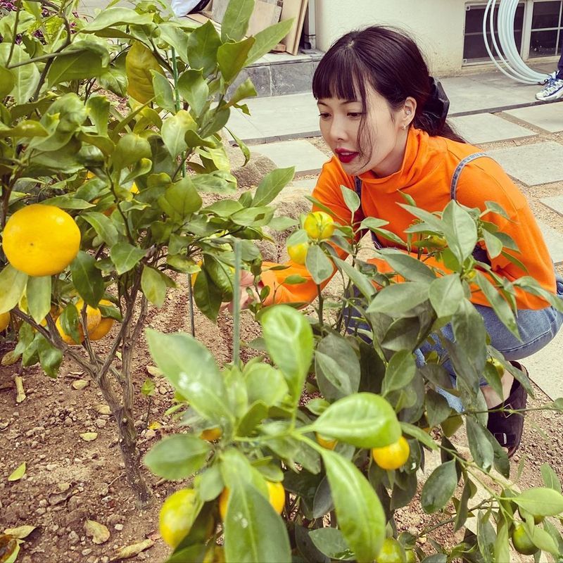 Hyuna, human tangerine is unbelievable ♥Im going to be halfway there twice. Singer Hyuna showed off her fresh beauty.Hyuna posted several photos to her Instagram on October 14.The photo shows Hyuna picking tangerines. Hyuna added a touch of freshness with an orange turtleneck T-shirt. Hyunas vanishing small face catches the eye.Hyuna is in a public relationship with Singer Dunn