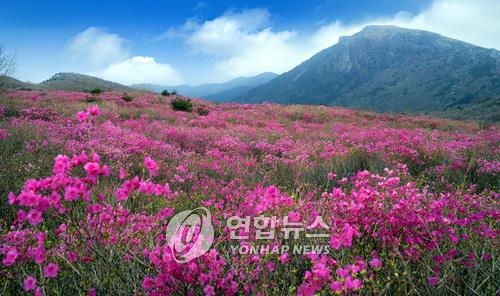 비슬산 이미지