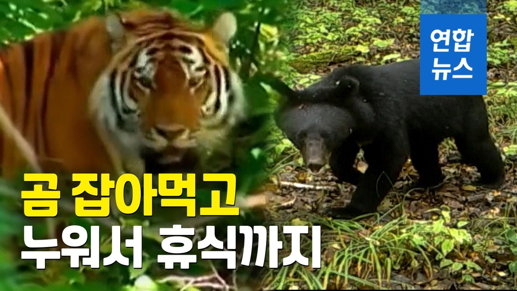 CCTVPLUS 이미지