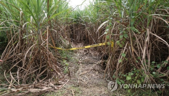 (주)사탕수수 이미지