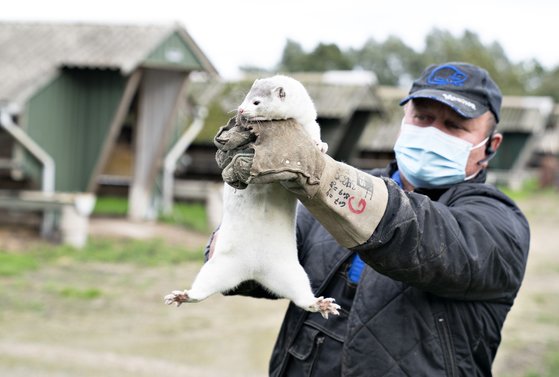 밍크 이미지