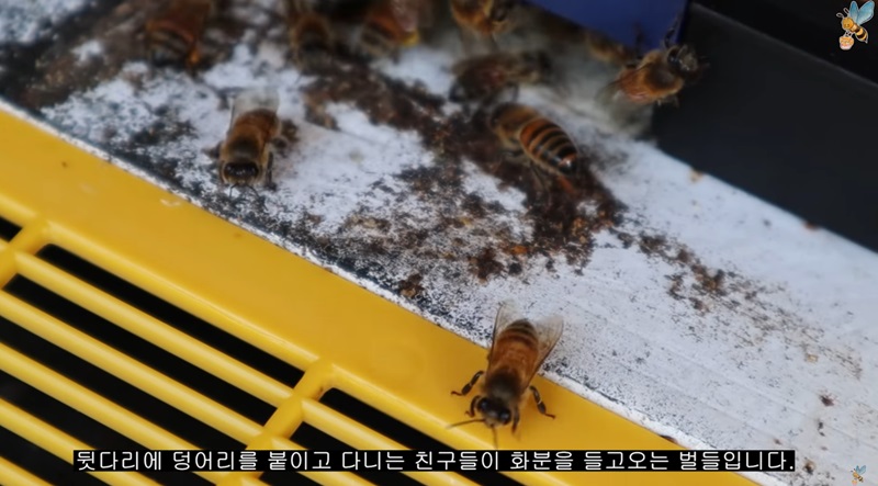 벌꿀양봉 이미지