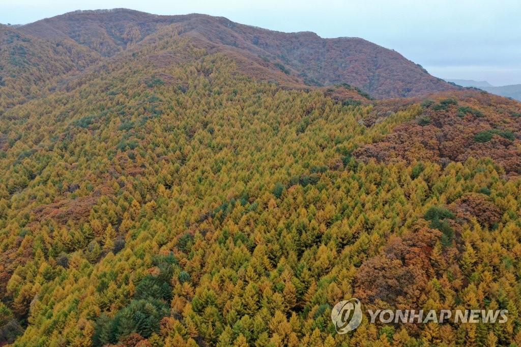 낙엽송숲 이미지