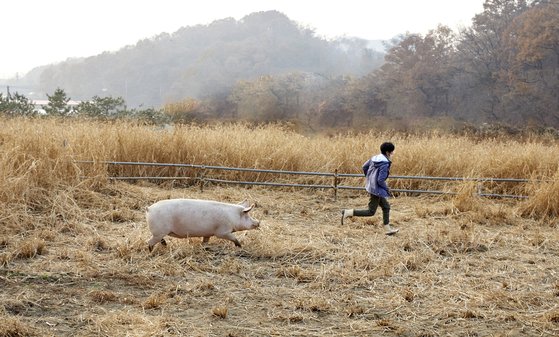 흥분돼지 이미지