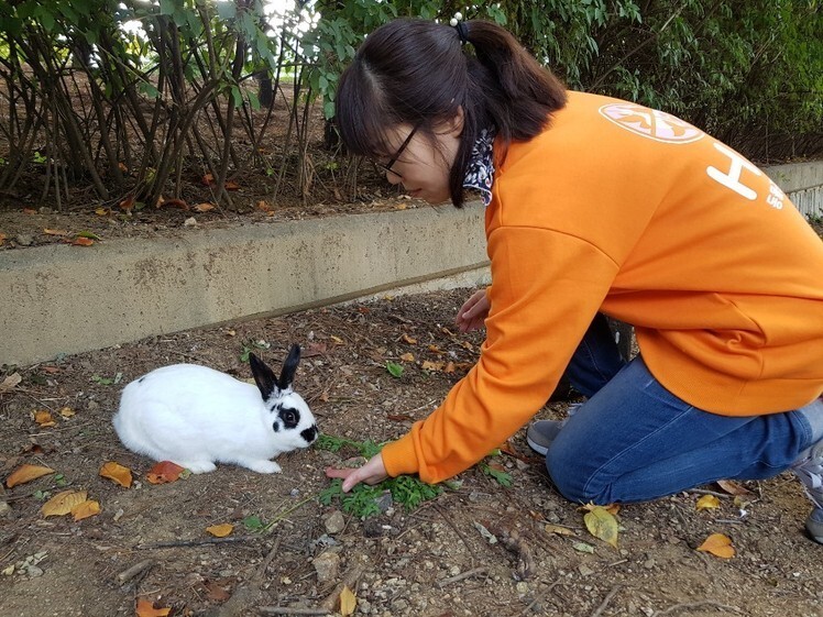 Last weekend, Rabbit of a park in Seoul City appeared on the air and attracted attention.This is because the scene where singer Kai, who appeared in the cultural broadcasting entertainment I Live Alone on the 20th, went out for a walk at Montmartre Park in Seocho-dong, Seoul, met Rabbit and took a certification shot was broadcast.As several Rabbits did not avoid people and walked freely, Montmart Park Rabbit appeared in real-time search terms.How on earth did Rabbits live in this park? It is estimated that about 2011 Rabbits began to catch up with Montmartre Park.After someone dumped a pair of Rabbits, the breeding repeated and increased to about 10.Rabbit-loving citizens controlled the population by performing neutering surgery on their own, but the cubs continued to be born.There are also people who deliberately organise Rabbit on rumors that Rabbit is a lot.As Rabbits increased to more than 90 in the park in 2018, animal groups carried out Rabbit neutralization and protection campaigns.The animal rights group Hi, the Animal Freedom Solidarity, and the Free Rabbit World (now the Rabbit Protection Solidarity) captured more than 100 Rabbits at the time, neutralizing the embankments, and the Rabbits conducted home adoption.Those who have set up foodservice stations for continuous management and protection are planning volunteer schedules through Naver Cafes Grass Rabbit Garden to take care of Rabbits.There are about 15 Rabbits currently living in the park, and newly abandoned Rabbits are being temporarily protected by volunteers or looking for adoptees.When Montmartre Park Rabbit appeared on the air, those who knew the Rabbits story expressed concern.Cho Young-soo, CEO of Hi, said, I am worried that the wrong message will be delivered to viewers only by the cute Rabbit reflected on the broadcast.He stressed that Rabbits were not animals that originally lived in the wild; the embankments that neutralized in 2018 are cut one side of the ear like a road cat.The Rabbits in the park are individuals who were originally purchased at marts and pet shops and then abandoned.Rabbit is a highly competitive animal, and it is very aggressive when new individuals enter its territory. Currently, people are being cared for and protected by their own people. He introduced a case in which a citizen in the past did not realize the seriousness of Rabbit Organic in the park.He explained that Rabbit, who was raised, was organic in the park with his children and was radiating in a free place.We believe that abandoned animals like dogs and cats are criminals, but Rabbit is still not interested, Cho said.The netizens who watched the broadcast also said, I am worried that Rabbit will be abandoned again. I would like to discuss why Rabbit has increased here in the next broadcast.On the other hand, the animal rights group Hi is conducting a survey on the actual condition of organic earthenware in the downtown park of Seoul city from 17th.Hi is receiving citizen tips for the status and population survey of Rabbits, which already live in the park.Hi also led to the closure of the Rabbit nursery by informing the issue of Baebongsan Rabbit nursery in Seoul Dongdaemun-gu in June.Park Rabbit broadcast on I live alone and interest is growing. Rabbit, which was abandoned in 2011,