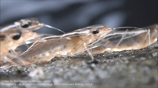 태국 북동부 우본랏차타니 지역의 강가에서 새우떼가 물 밖으로 나와 이동하고 있다. 사진 와차라퐁 홍잠라실릅