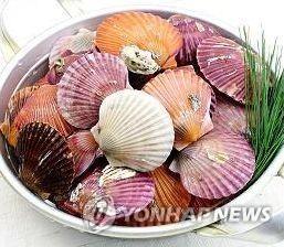 가리비 이미지