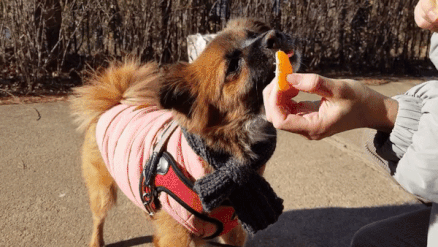 "현기증 나요 빨리 주세요" 건우는 귤을 좋아한다. 보통 개들은 후각이 에민해서 신맛나는 과일을 싫어하는 걸 감안하면 특이한 케이스.