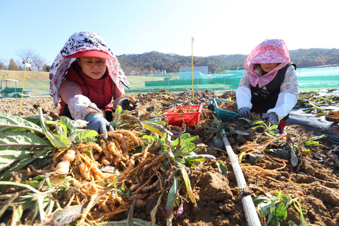 국립원예특작과학원 인삼특작부 이미지