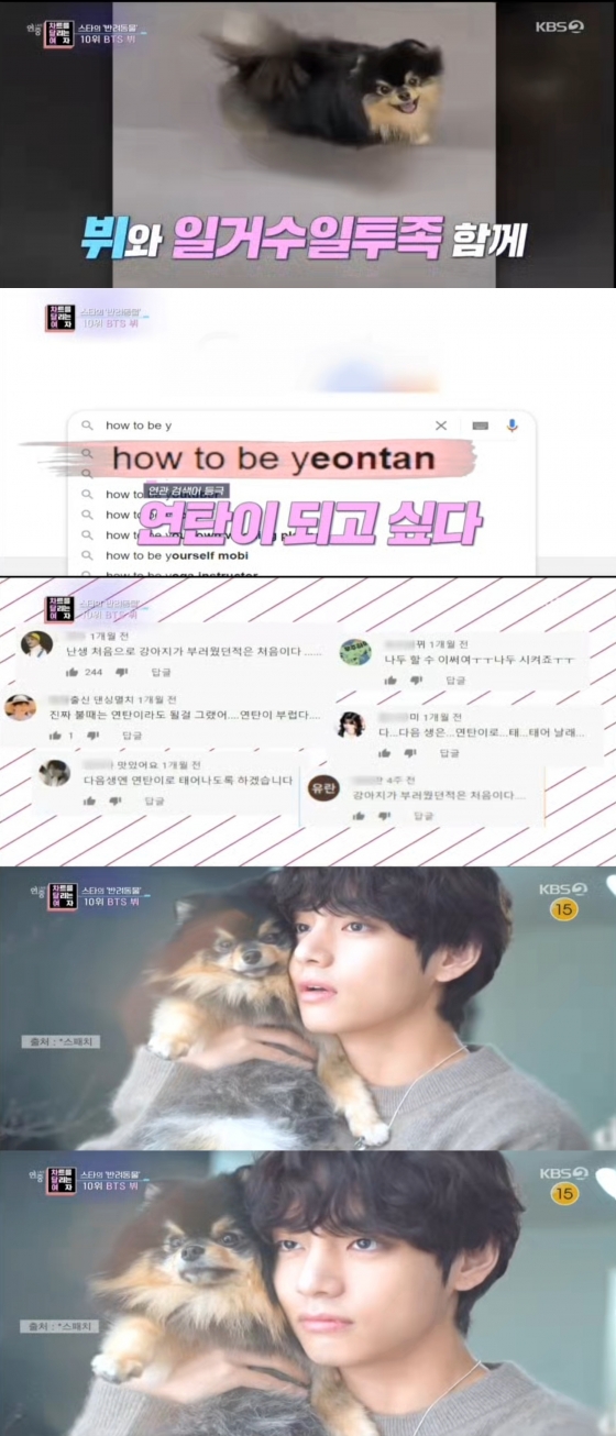스타견 이미지