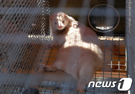 밍크 이미지