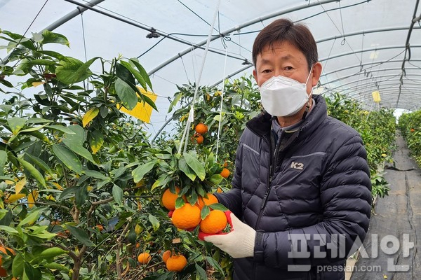 레드향 이미지