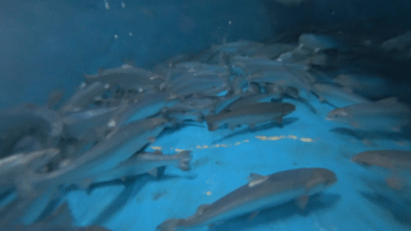 양식 수조 속 대서양연어 떼. 왕준열PD