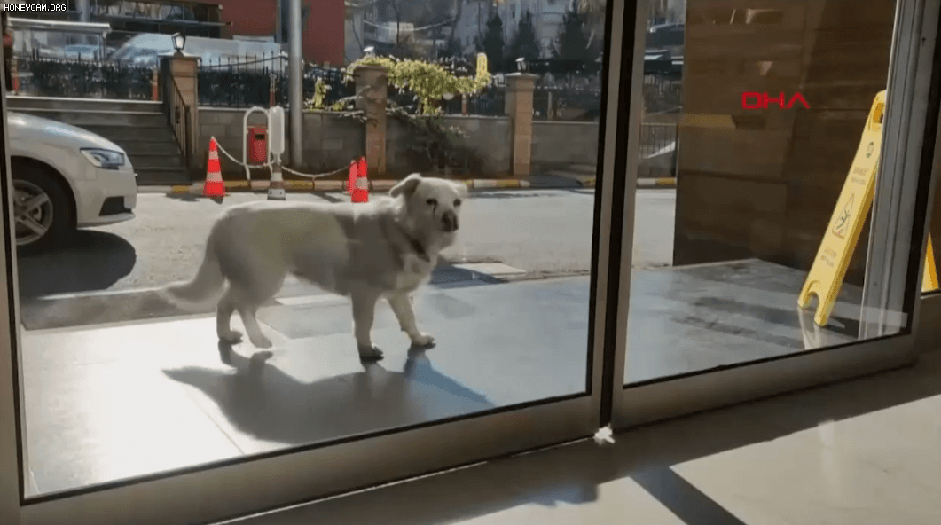 아픈 주인을 만나기 위해 무려 6일동안 병원 앞을 지킨 강아지 본쿡/유튜브