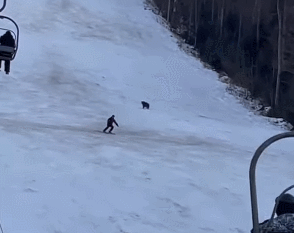 남성을 쫓아가는 곰. ‘다큐멘터리 투 워치’ 유튜브 갈무리