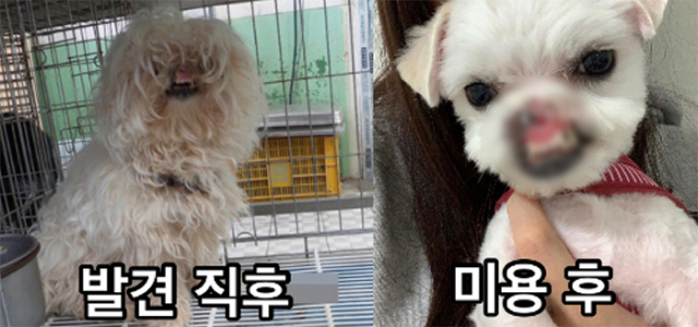순수 이미지