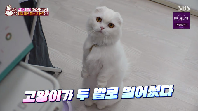 '동물농장' 직립고양이 두부, 신체적 조건+궁금증 많은 성격 때문 '동물농장' 직립고양이 두부, 신체적 조건+궁금증 많은 성격 때문