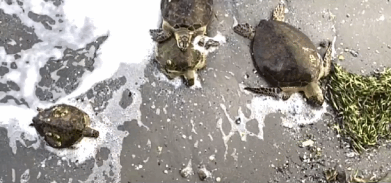 맹추위 속 미국 텍사스주의 섬 사우스 파드레 해안가에서 기절해 있는 바다 거북들. [트위터 캡처]