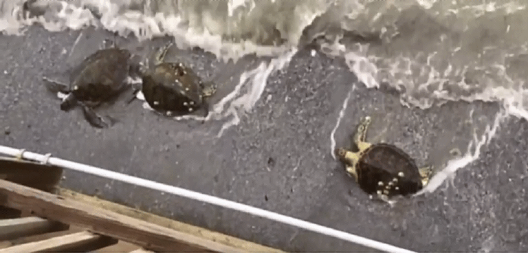 한파로 기절한 바다 거북이들이 해안가에 떠밀려 와 있다. [트위터 캡처]